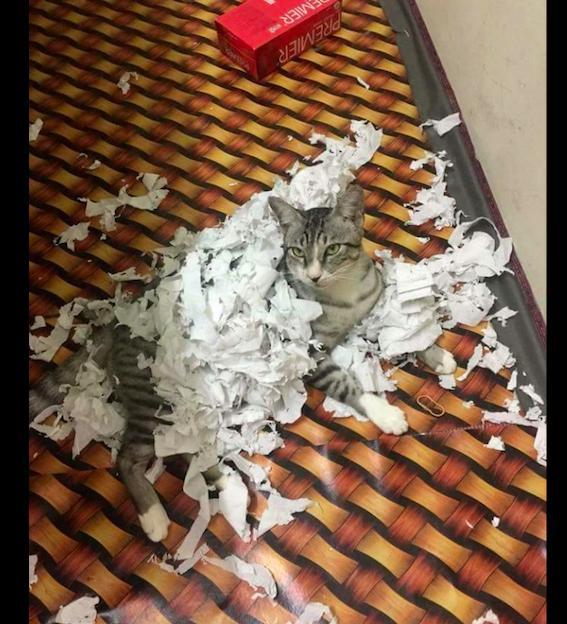 猫咪把抽纸撕碎了一地,还正大光明的躺在上面:铲屎的有意见?