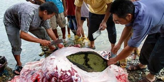 贵州人的牛瘪火锅, 看了你吃得下吗?