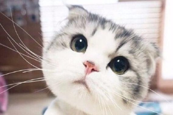 小奶猫图片大全可爱