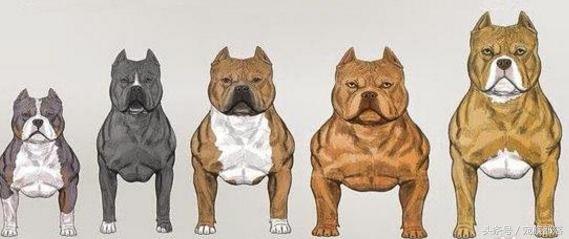 美国恶霸犬,到底有多凶狠?