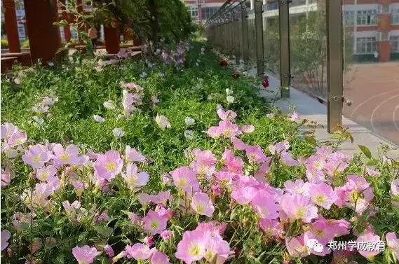 小升初特殊招生学校--郑州外国语中学!