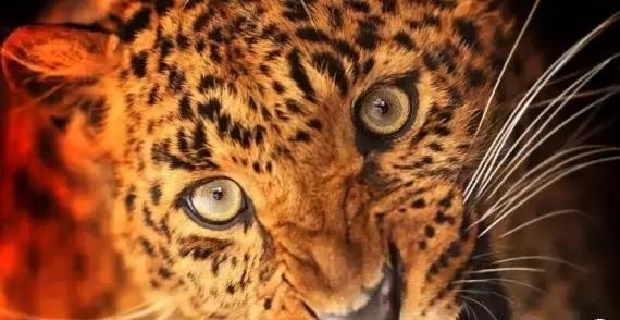 一只猎豹的勇猛之路：连汪涵都不“放过”