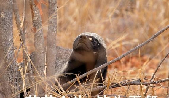骚气！试驾BMW 328旅行版，喜欢它的都是有品位的人