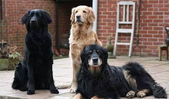 霍夫瓦尔特犬--99%的人都将它错认成金毛