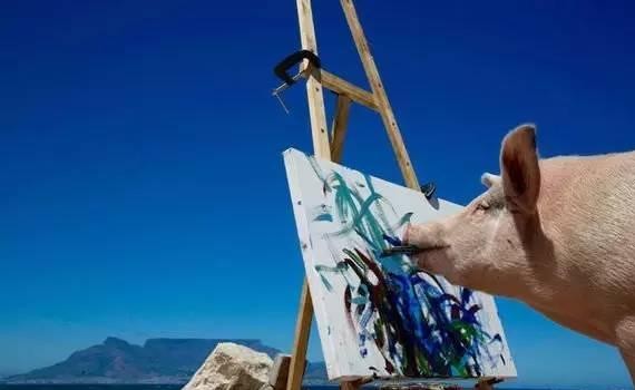 想上头条，英菲尼迪请来了一头猪｜妙趣