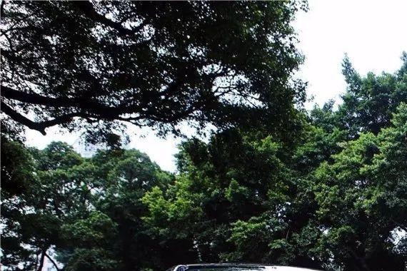 豪华？商务？红旗陪你出门那才叫“长脸”