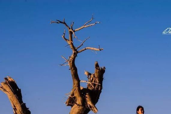 免费试驾、免费游大理？这款即将上市的B级车新旗舰太任性啦