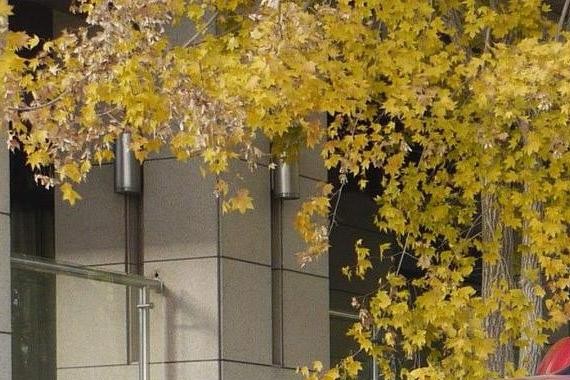 11月汽车销量公布，朗逸、哈弗H6又成大赢家，销量又双叒叕破5万