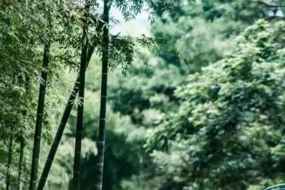 月销突破2.5万台，RX5依然是SUV中的“异类”