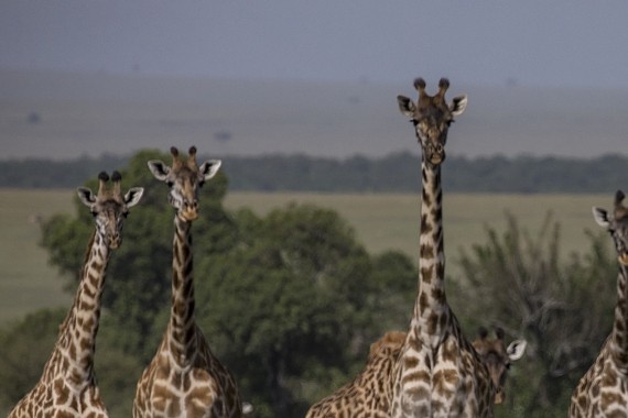 非洲猎豹草原上休息 竟引来成群长颈鹿围观