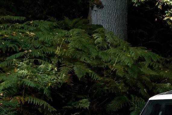 你认为小毛病多的SUV，却是富豪和明星的最爱，知道为啥吗？