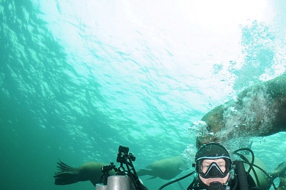 大群海狮“调戏” 潜水摄影师 争相挤在镜头前