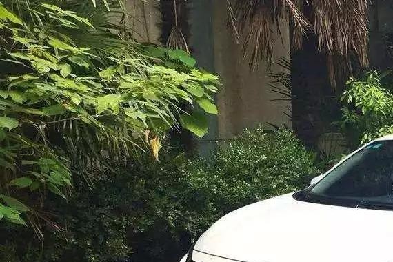 本田超跑有GK5，本田飞机有思域！