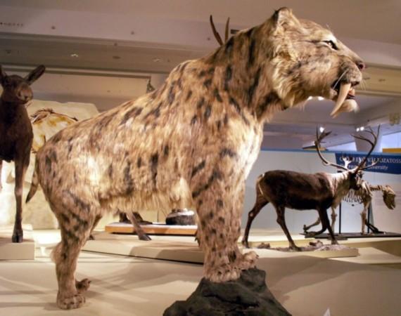 有可能复活成功的灭绝动物名单