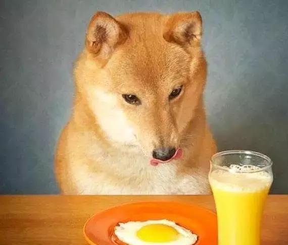 切记,狗狗绝对不可以吃的东西!当心致命