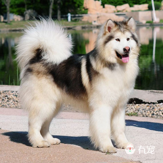 阿拉斯加雪橇犬洗澡指南