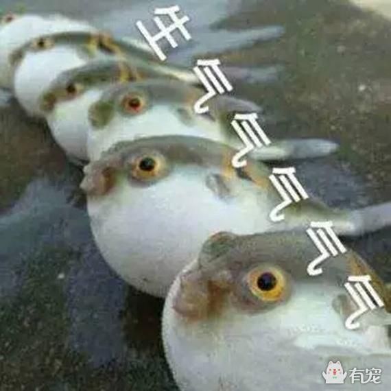 河豚散步时被海豚撞飞 炒鸡生气