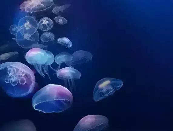本次来到同德昆明广场的水母种类集齐了稀有的 海月水母,赤月水母