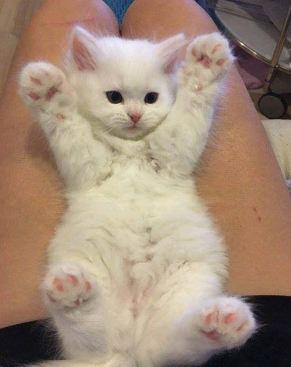 铲屎官给喵星人挠痒痒结果喵星人受不了举手投降,简直