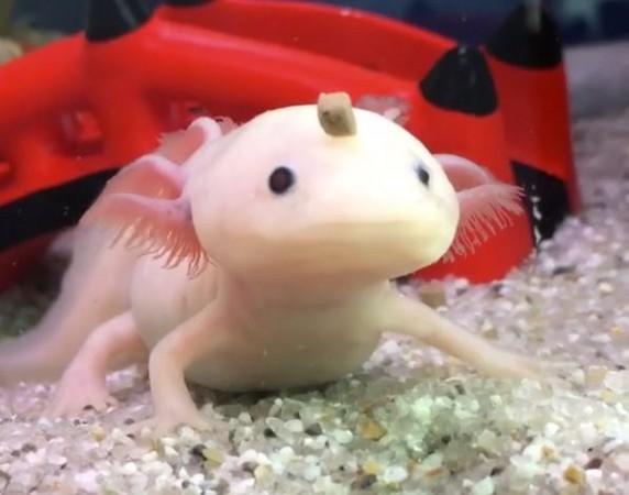 日本这只名叫うさお(usao)的墨西哥钝口螈被从天而降的饲料打到头