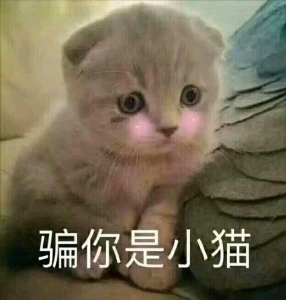 网上超火超萌猫咪表情包