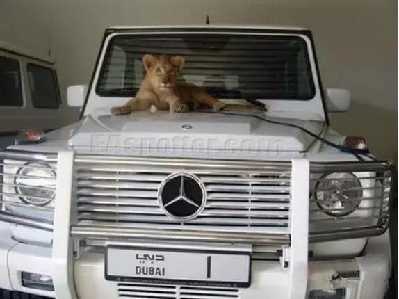 �ڵϰݣ����ĳ��������ۣ�