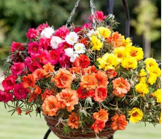 见阳光就开花的太阳花,传说中死不了的植物!吊