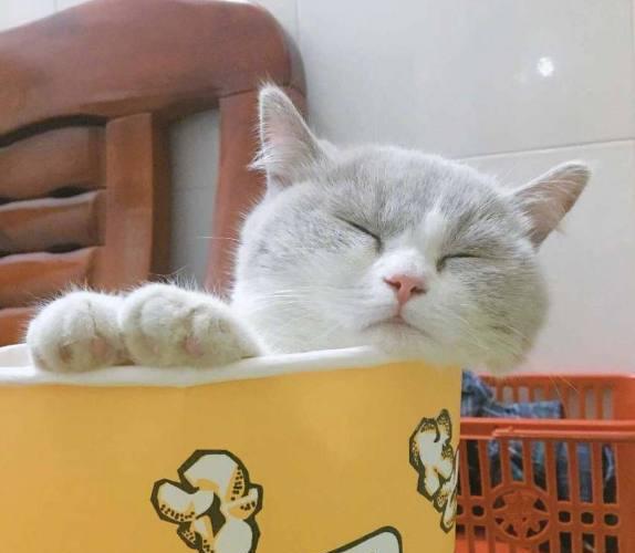 猫咪在爆米花桶里睡着了,样子好萌,网友:好想带走哦!