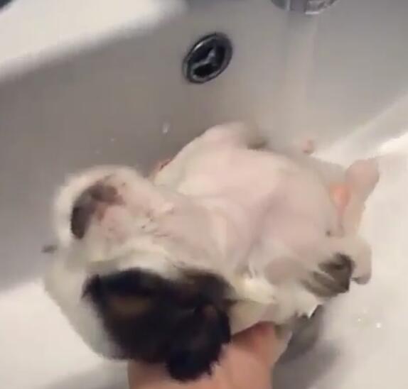 主人为狗宝宝洗澡,洗脸池里一脸乖巧,舒服到要睡着!