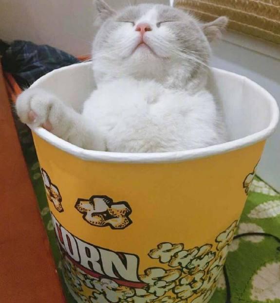 猫咪在爆米花桶里睡着了,样子好萌,网友:好想带走哦!