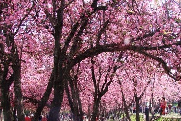 中国樱花哪里看,为你推荐的全国著名赏樱地点