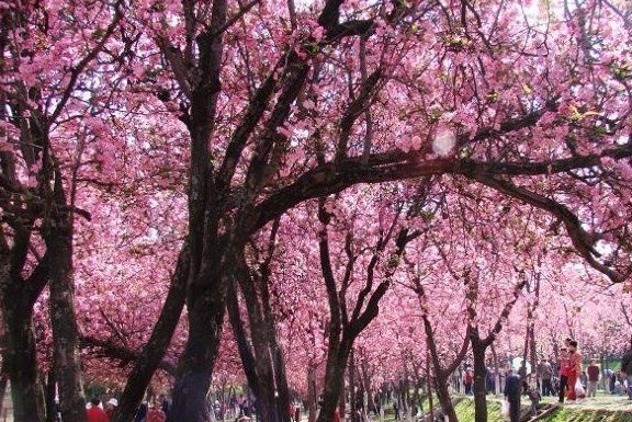 中国樱花哪里看,为你推荐的全国著名赏樱地点