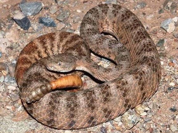 世界最毒的蛇排名_世界最毒的蛇