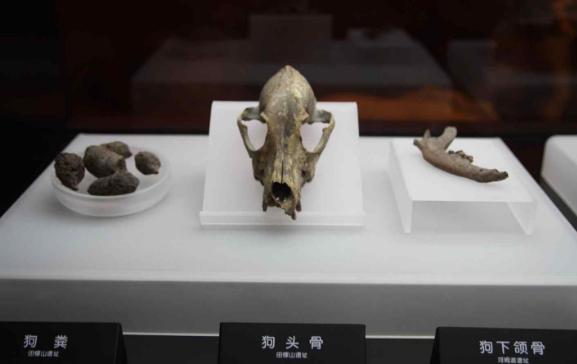 这座博物馆中,有件让人"捂鼻子"的宝贝,它揭示六千年前的秘密