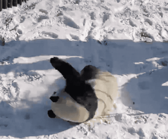 看看谁才是雪后新萌主!小熊猫雪地理打滚,差点