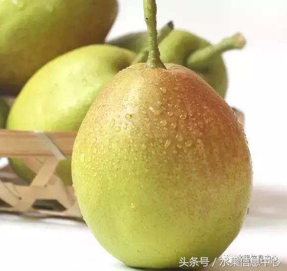 最全梨子产地品种指南,水果人必备