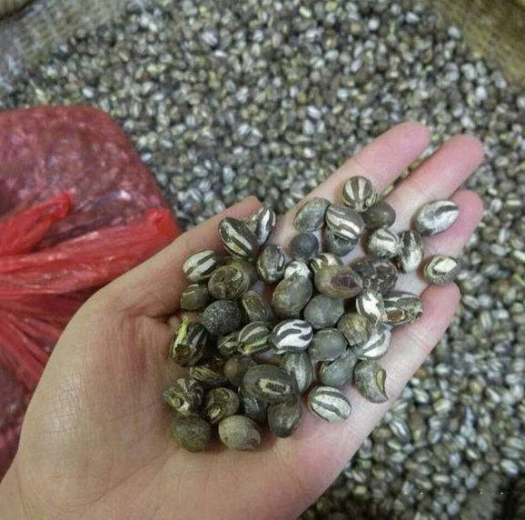 杨拉罐啃食嫩竹的一种害虫独特的美味能瓦解你内心的恐惧