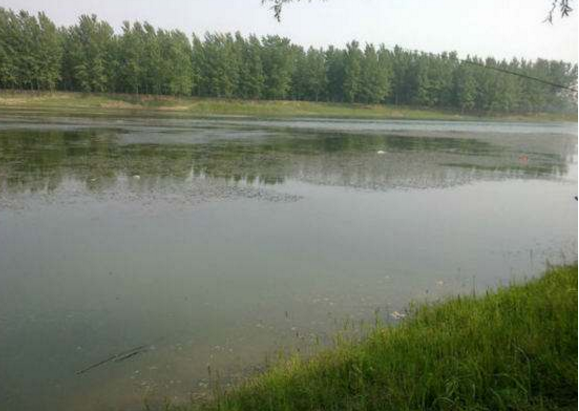 盛夏钓草鱼时,钓友教我这两钓草鱼的秘诀,让我