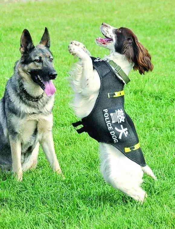 忠诚的守护者中国国内七种常见的警犬