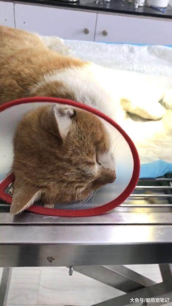 收养的流浪橘猫尿不出来, 第二天带去医院检查, 却想退缩不收养了