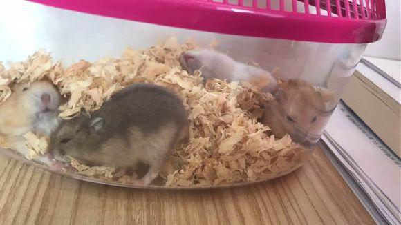 网友将四只仓鼠养在一起,几天后发现少了