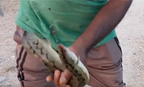 男子河边钓到刀鳅鱼,两三指这么大,得小心背上