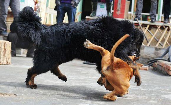 不过没想到坚持了几分钟,比特犬竟没力气了,而强壮的藏獒仍是耐力十足