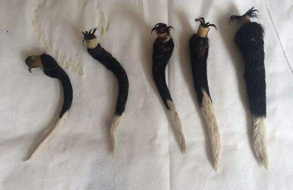 狗为什么要断尾?告诉你一个惊人的秘密