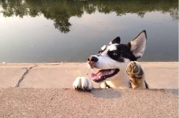 散步时二哈突然疯了冲向河边狂吠,主人以为水