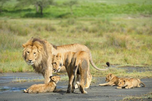 狮子爸爸粗暴逗自己儿子玩耍,不料被老婆赏了