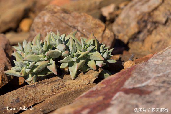 国外摄影师镜头下的南非野生多肉植物,150张每