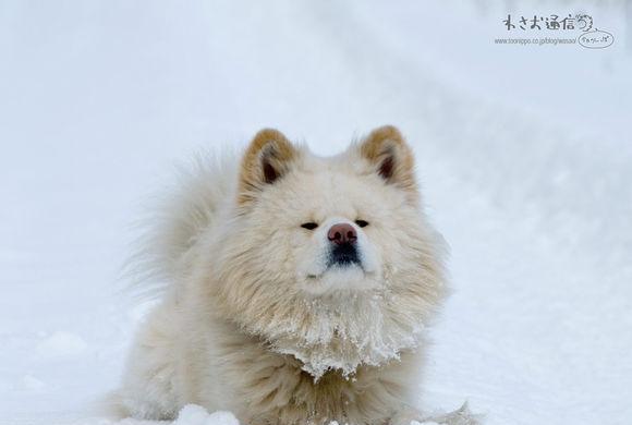 关于宠物狗,那些你不知道的故事