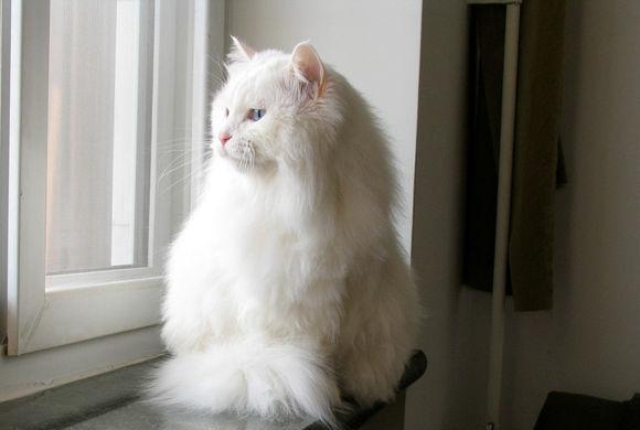 每日一猫:临清狮子猫,继中国狸花猫后的又一中国名猫