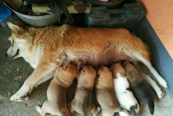 中华田园犬生下一窝小崽崽,母爱泛滥看完觉得养只当宠物挺好